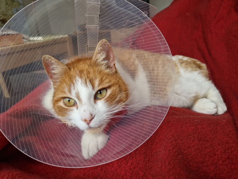 Trick or Cat Treat? The Excellent Cats do Halloween