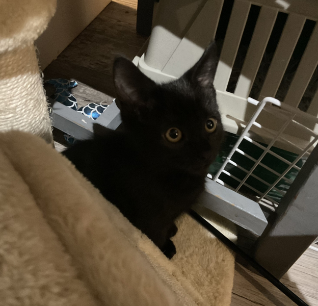 Black cat appreciation (pics please)