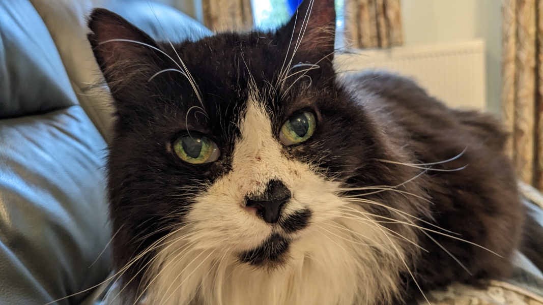 Board for owners of the most beautiful cats