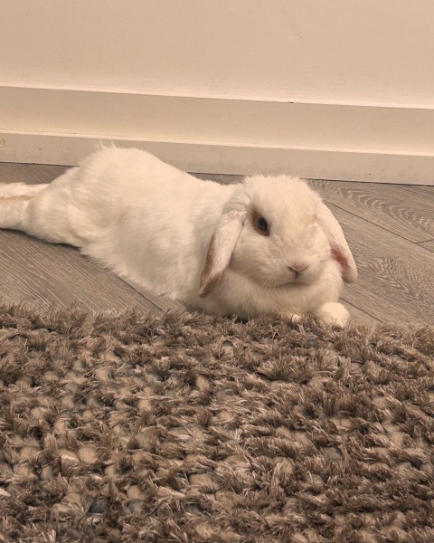 To keep rabbit in or out?