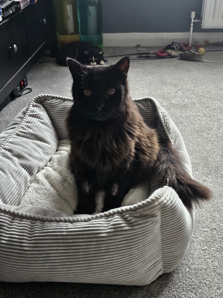 Flounders or Flouncers? The Excellent Cats continue their important debate