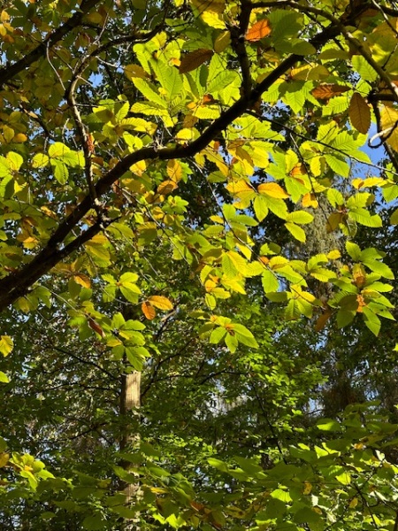 The Autumnal Christmas Chronicles Preamble - Thread 2 further ramblings