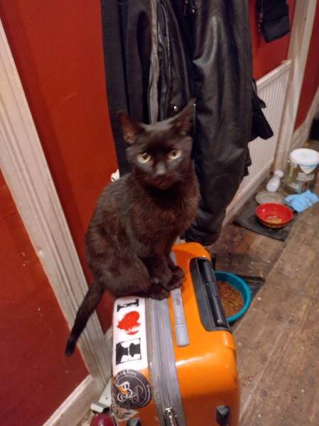 Trick or Cat Treat? The Excellent Cats do Halloween