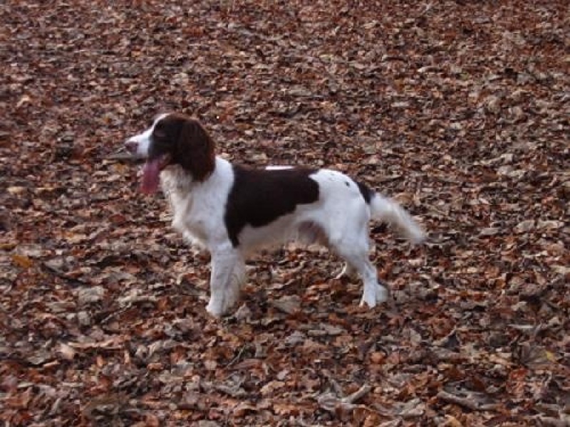 October’s dog of the month: Share your autumn dog photos & win £100 prize bundle!
