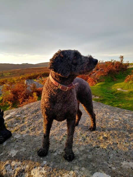 October’s dog of the month: Share your autumn dog photos & win £100 prize bundle!