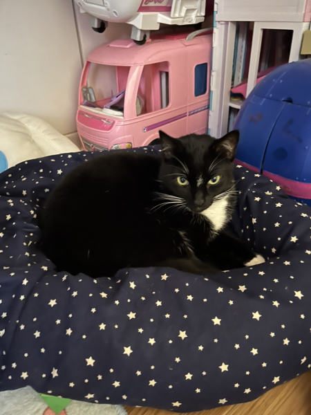 Black cat appreciation (pics please)