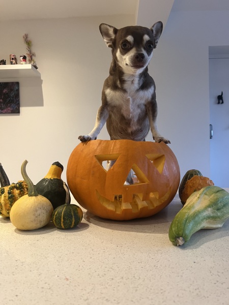 I love my little dog so much.
