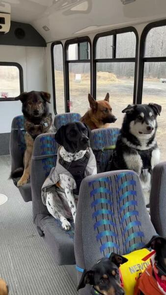 Dogs are everywhere?!