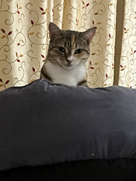 Board for owners of the most beautiful cats