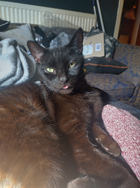 Black cat appreciation (pics please)