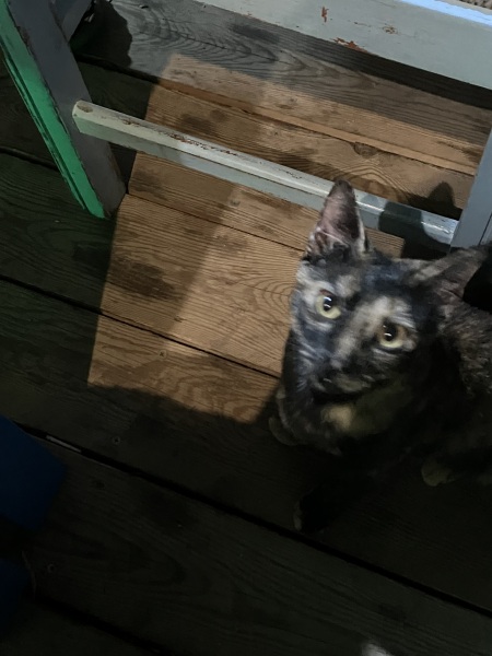 Thread 8 Starmer : Cat fur on new clothes