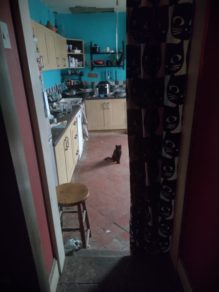 Trick or Cat Treat? The Excellent Cats do Halloween