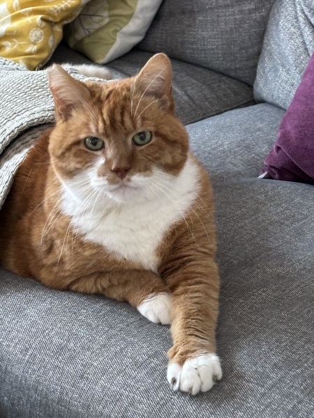 Handhold for GingerCat (and me) please
