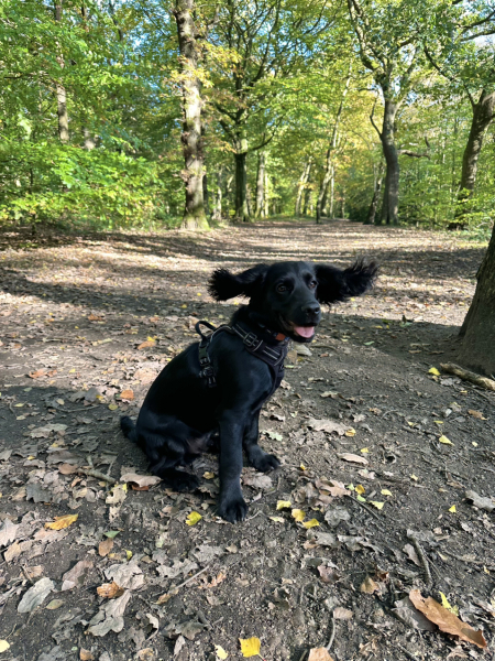 Puppy Survival Thread for New and Old Pups - here comes winter 2024