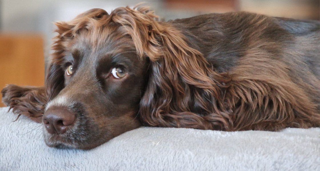 Adolescent Dog Survival...Sharing Tips & Tails