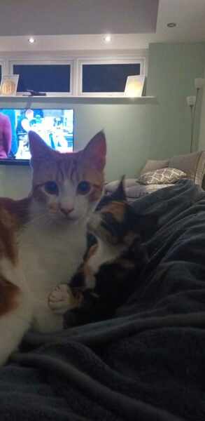 3 female kittens, now been told one is male