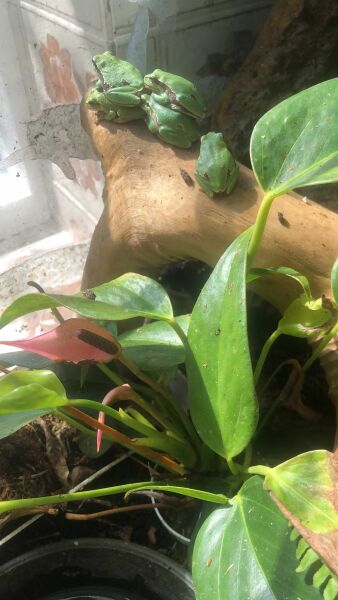 Heating a greenhouse