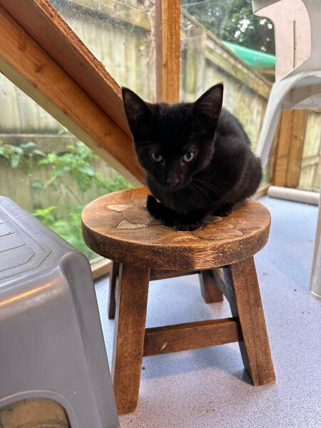 Black cat appreciation (pics please)