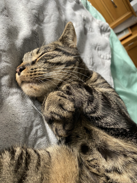 What cat food is your cat eating?