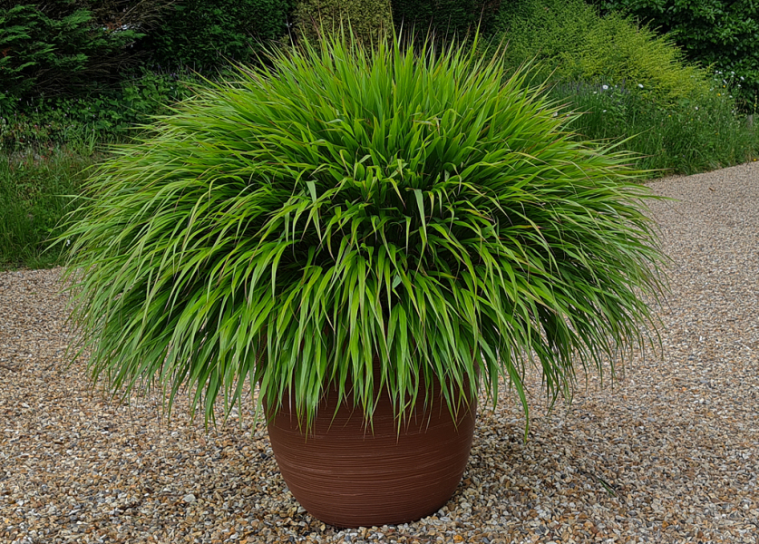 Hakonechloa macra in pots