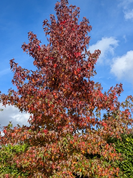 What is the name of this tree, I want one!