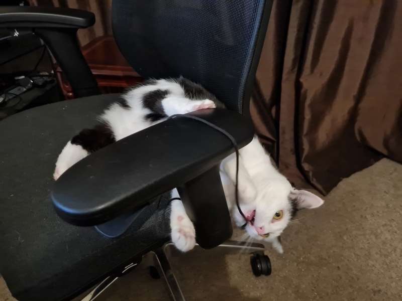 Flounders or Flouncers? The Excellent Cats continue their important debate