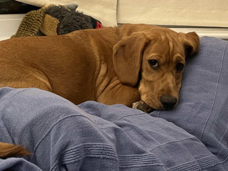 Puppy Survival Thread for New and Old Pups - here comes winter 2024