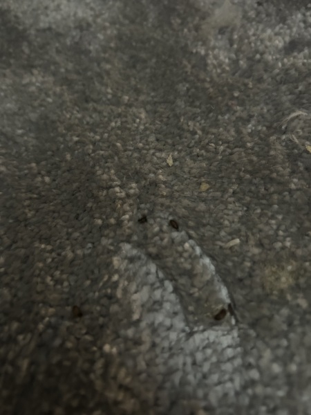 To ask you to tell me what these are!!