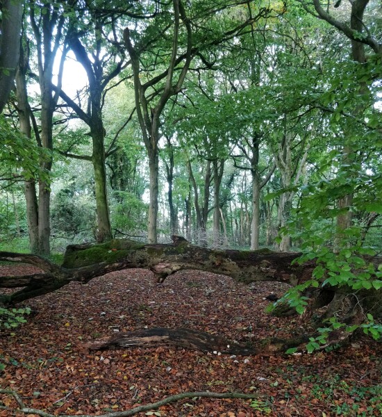 Thread 10 Starmer: First Female Chancellor delivers the Budget