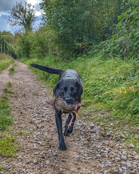 Adolescent Dog Survival...Sharing Tips & Tails