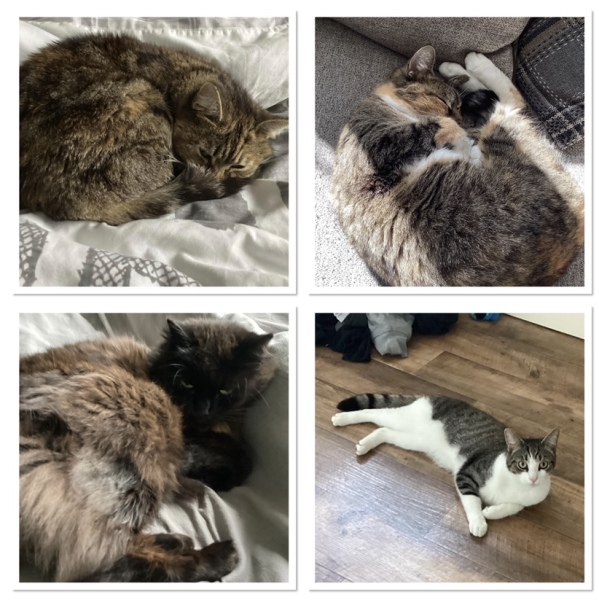 Board for owners of the most beautiful cats