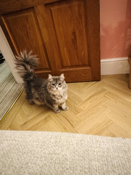 Board for owners of the most beautiful cats