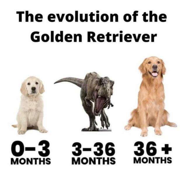 Retrievers: the new Cockerpoo/Cocker Spaniel?