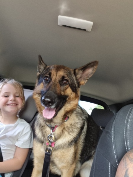 Do you regret getting your dog?