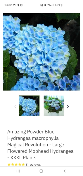 Hydrangeas!