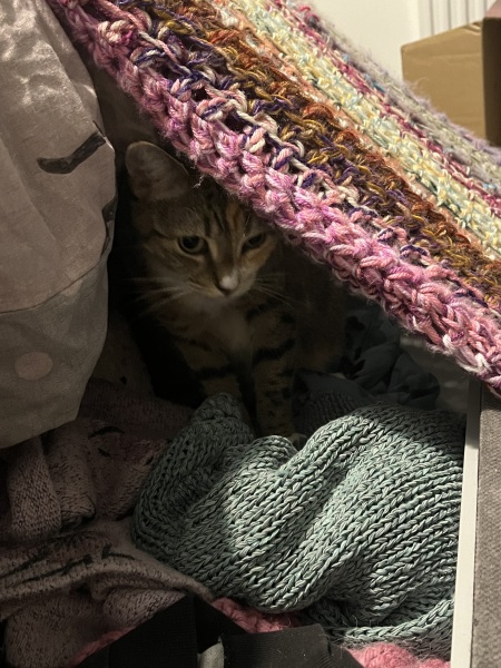 Flounders or Flouncers? The Excellent Cats continue their important debate