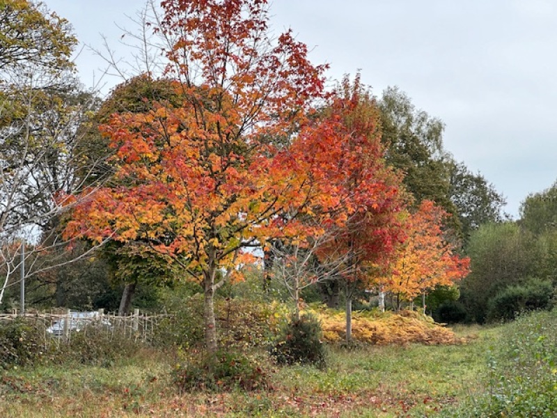 The Autumnal Christmas Chronicles Preamble - Thread 2 further ramblings