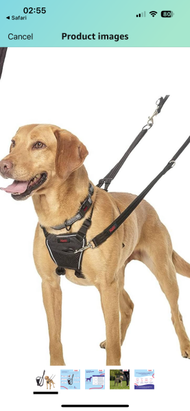 Adolescent Dog Survival...Sharing Tips & Tails