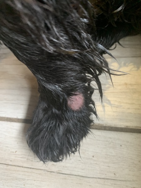 Sore paw - Vet or home treat