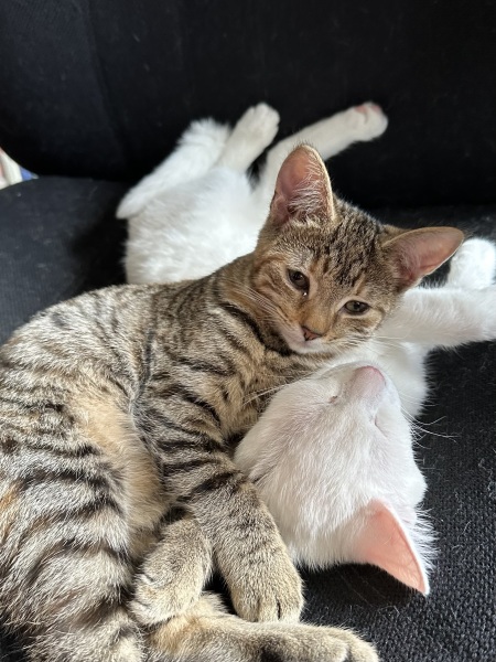 We're getting a cat... please advise
