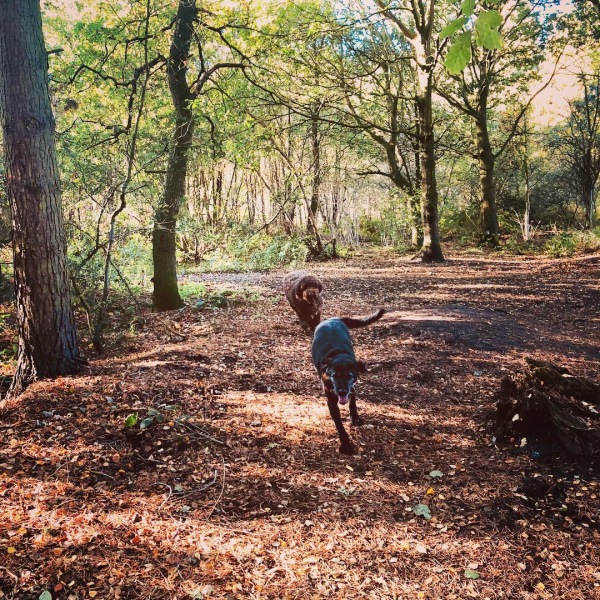 October’s dog of the month: Share your autumn dog photos & win £100 prize bundle!
