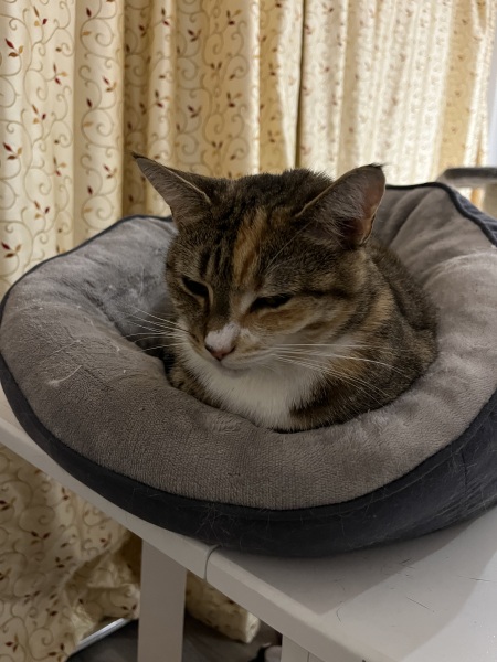 Trick or Cat Treat? The Excellent Cats do Halloween