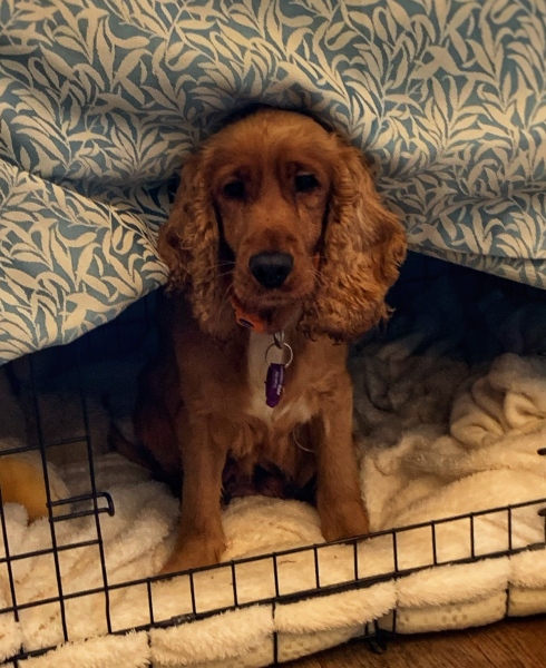 Would your dog defend you on a walk? If so what breed is it?