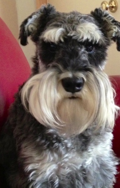 Alfie
