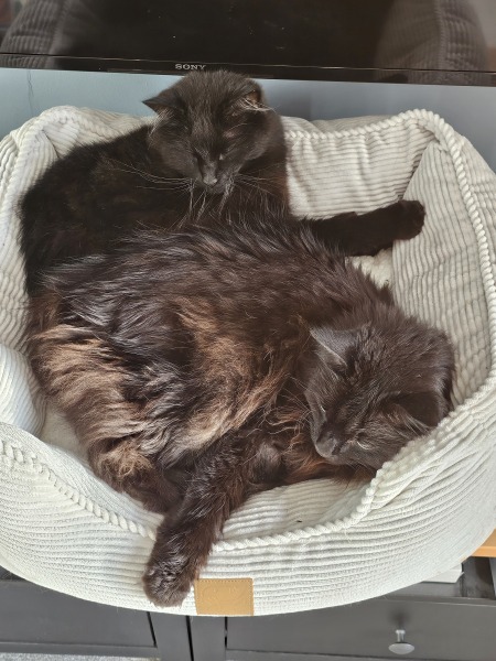 Flounders or Flouncers? The Excellent Cats continue their important debate