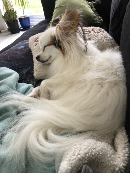 I love my little dog so much.
