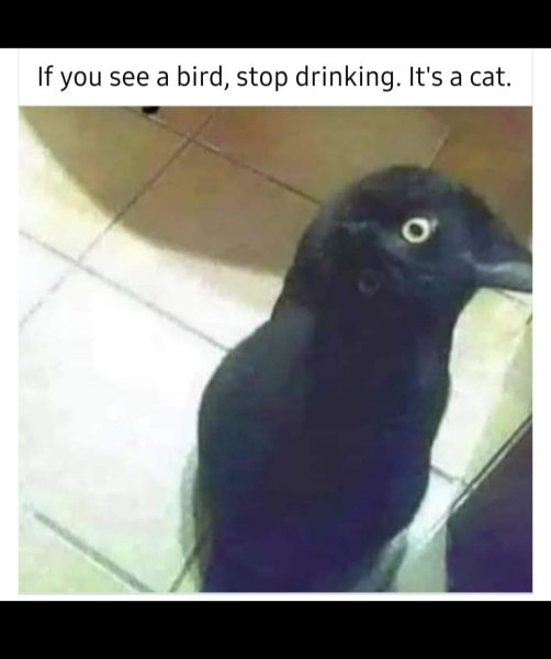 Flounders or Flouncers? The Excellent Cats continue their important debate