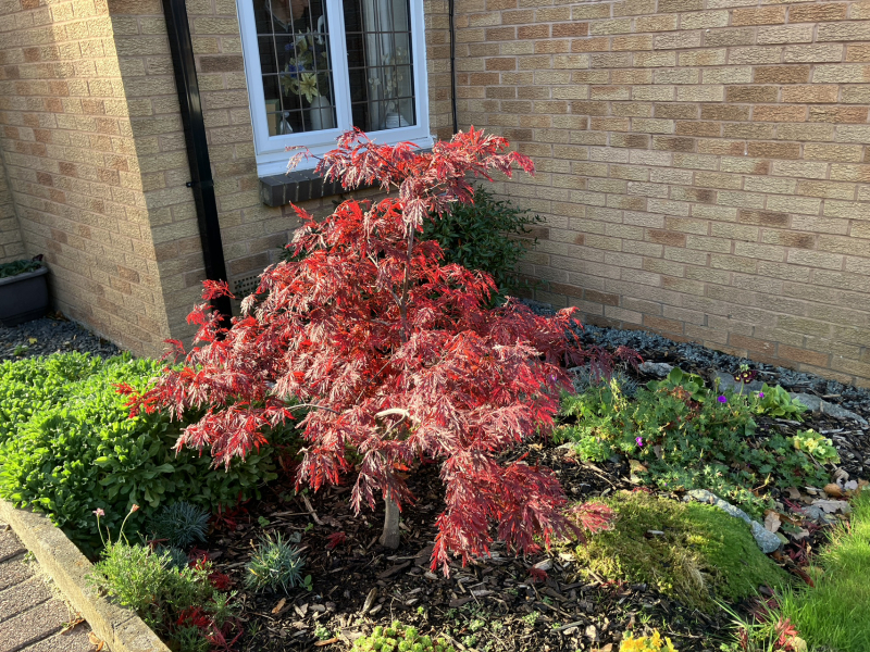 What is the name of this tree, I want one!