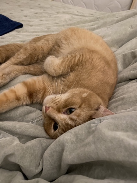 Ginger cat name suggestions please