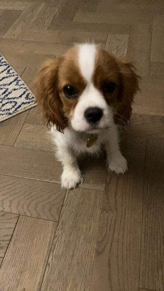 Puppy Survival Thread for New and Old Pups - here comes winter 2024